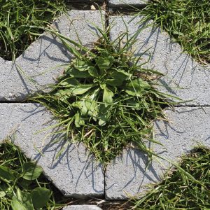 Rasengittersteine, Füllsteine